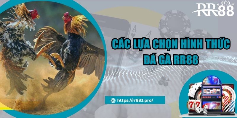 Các lựa chọn thưởng thức đá gà RR88